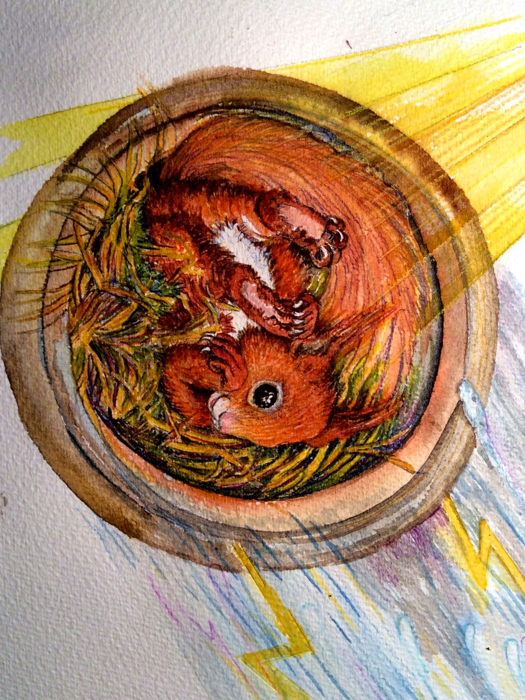 Fertige Illustration: zwei Eichhörnchen eingerollt in einem runden Nest, gelbe Lichtstrahlen fallen hinein.
